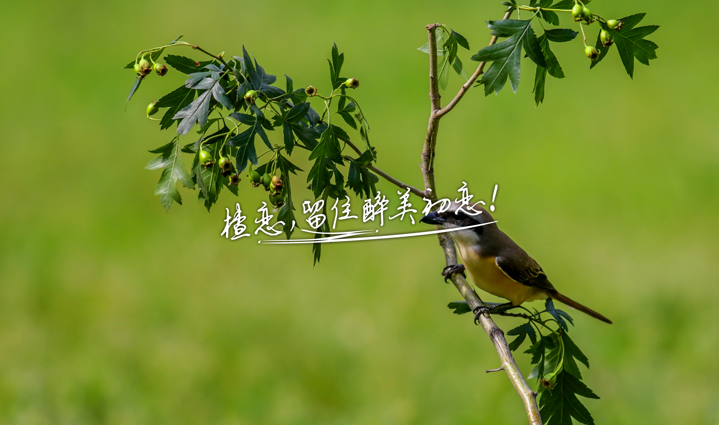 山楂酒包装设计，果酒包装设计，酒水包装设计，